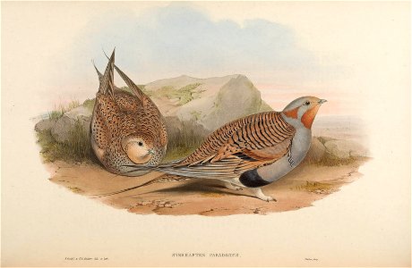 BirdsAsiaJohnGoVIGoul 0248