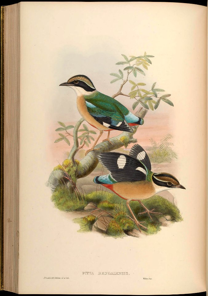 BirdsAsiaJohnGoVGoul 0264