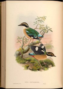 BirdsAsiaJohnGoVGoul 0264