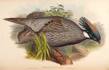 BirdsAsiaJohnGoVIIGoul 0112