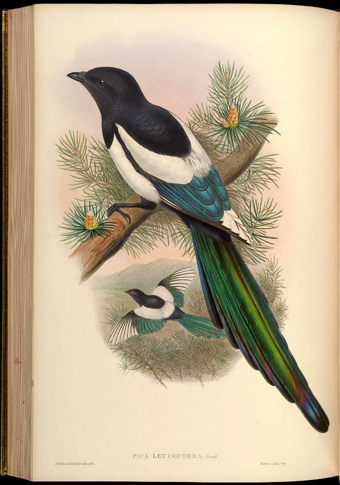 BirdsAsiaJohnGoVGoul 0228