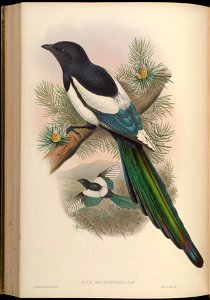 BirdsAsiaJohnGoVGoul 0228