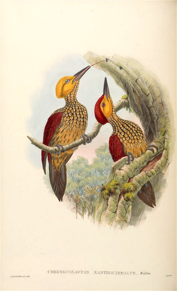 BirdsAsiaJohnGoVIGoul 0156