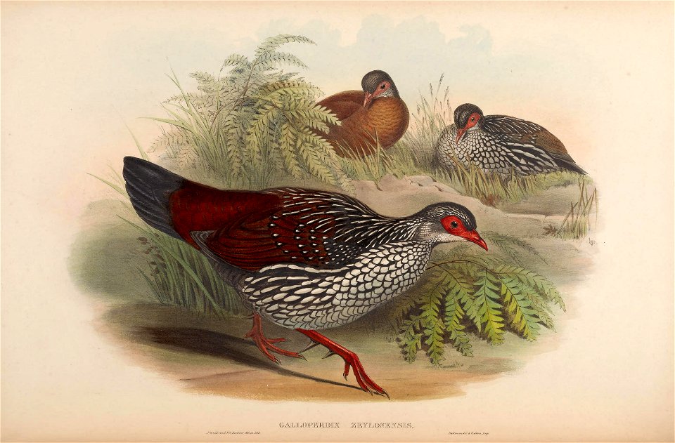 BirdsAsiaJohnGoVIGoul 0276