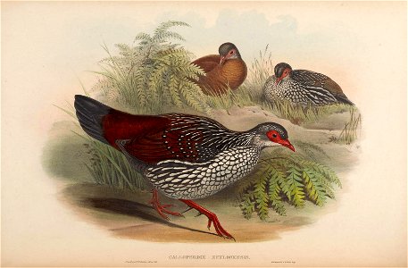 BirdsAsiaJohnGoVIGoul 0276