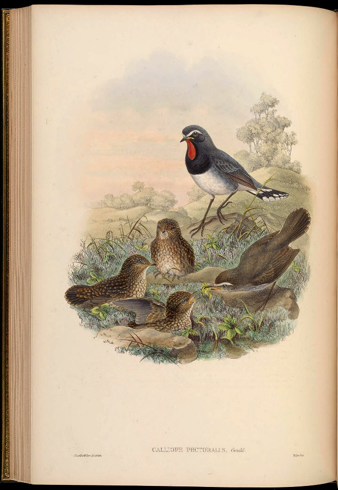 BirdsAsiaJohnGoIVGoul 0164