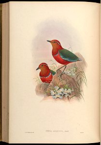 BirdsAsiaJohnGoVGoul 0284