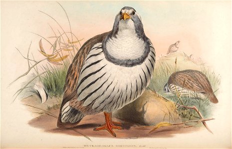 BirdsAsiaJohnGoVIIGoul 0136