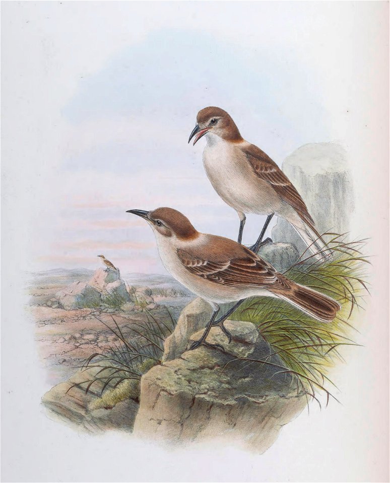 BirdsAsiaJohnGoVGoul 0260 cleaned