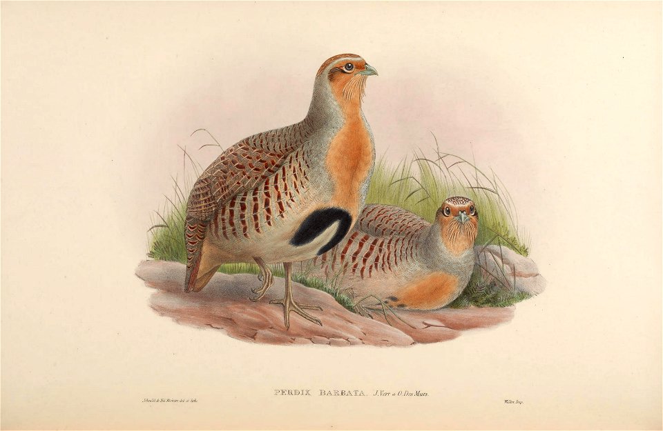BirdsAsiaJohnGoVIGoul 0300