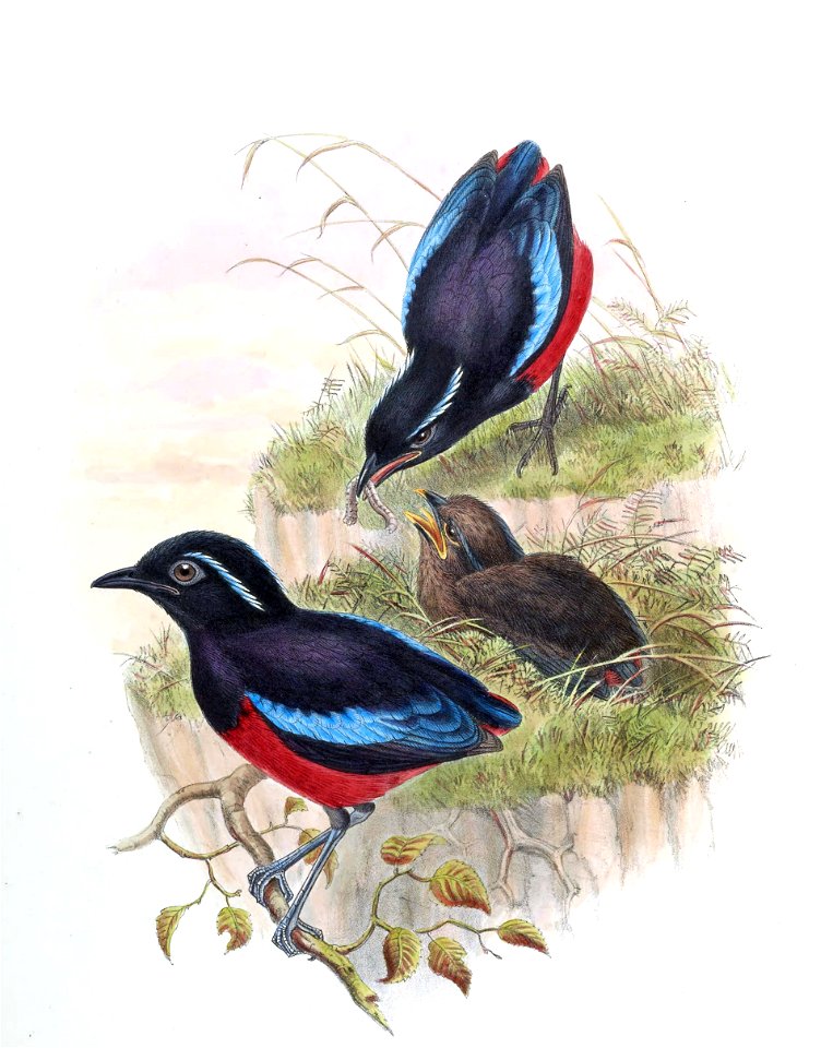 BirdsAsiaJohnGoVGoul 0308 (cropped)