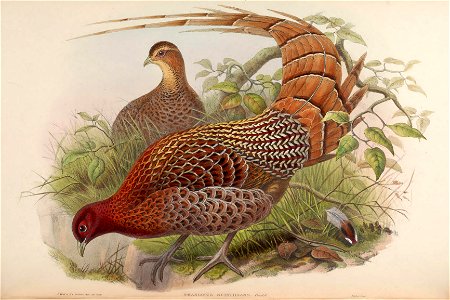 BirdsAsiaJohnGoVIIGoul 0160