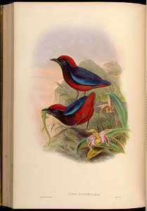 BirdsAsiaJohnGoVGoul 0280
