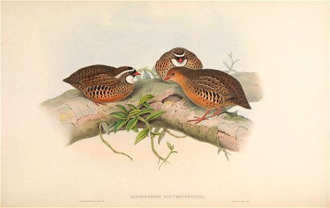 BirdsAsiaJohnGoVIIGoul 0020