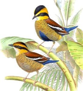 BirdsAsiaJohnGoVGoul 0320, crop