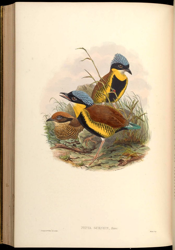 BirdsAsiaJohnGoVGoul 0300