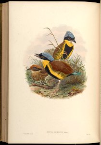 BirdsAsiaJohnGoVGoul 0300