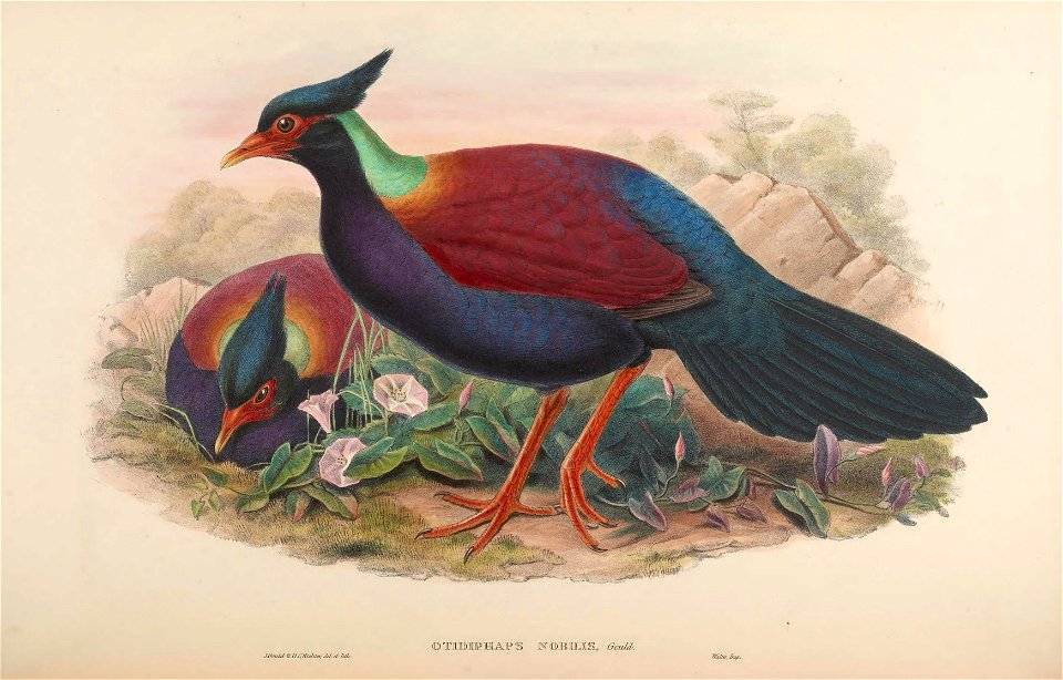 BirdsAsiaJohnGoVIGoul 0220