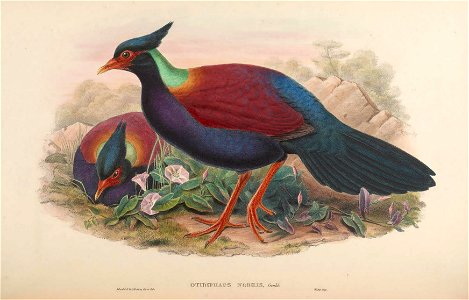 BirdsAsiaJohnGoVIGoul 0220