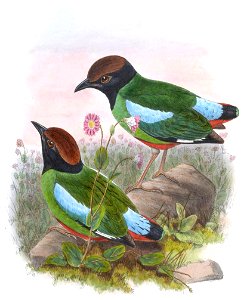 BirdsAsiaJohnGoVGoul 0336, crop