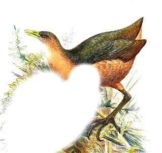 Birdsofcelebesne02meye 0631b