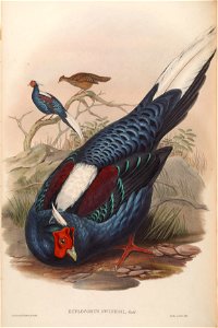 BirdsAsiaJohnGoVIIGoul 0072