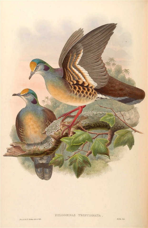 BirdsAsiaJohnGoVIGoul 0244