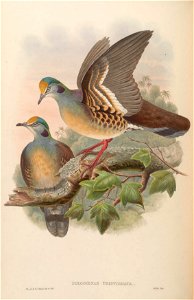 BirdsAsiaJohnGoVIGoul 0244