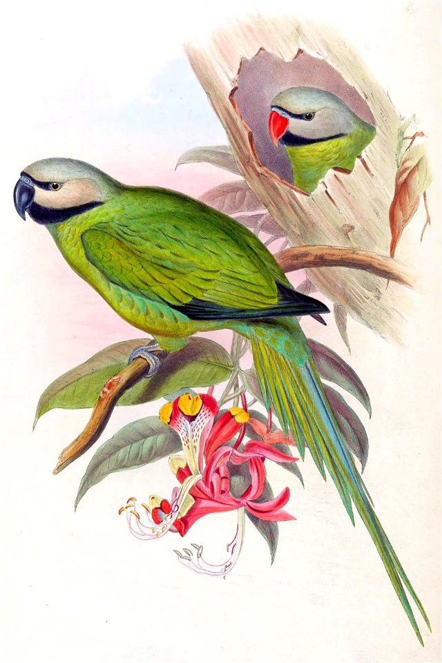 BirdsAsiaJohnGoVIGoul 0028 2