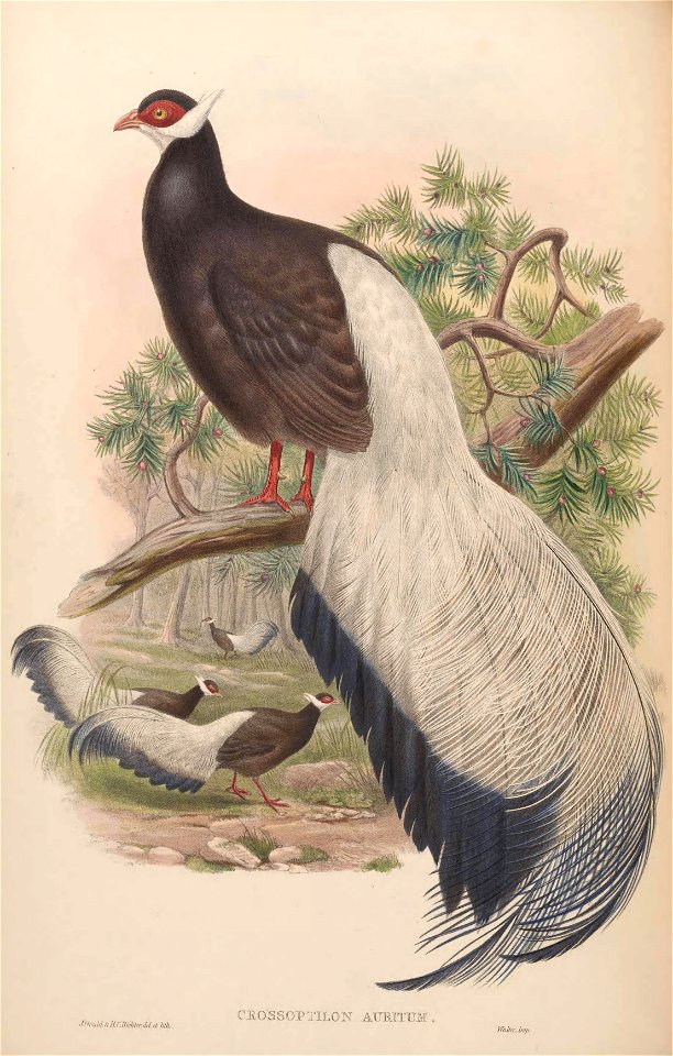 BirdsAsiaJohnGoVIIGoul 0096