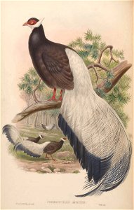 BirdsAsiaJohnGoVIIGoul 0096