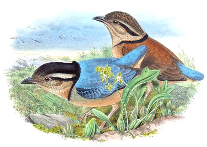 BirdsAsiaJohnGoVGoul 0332, crop
