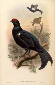 BirdsAsiaJohnGoVIGoul 0272