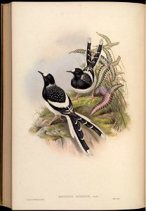 BirdsAsiaJohnGoIVGoul 0284
