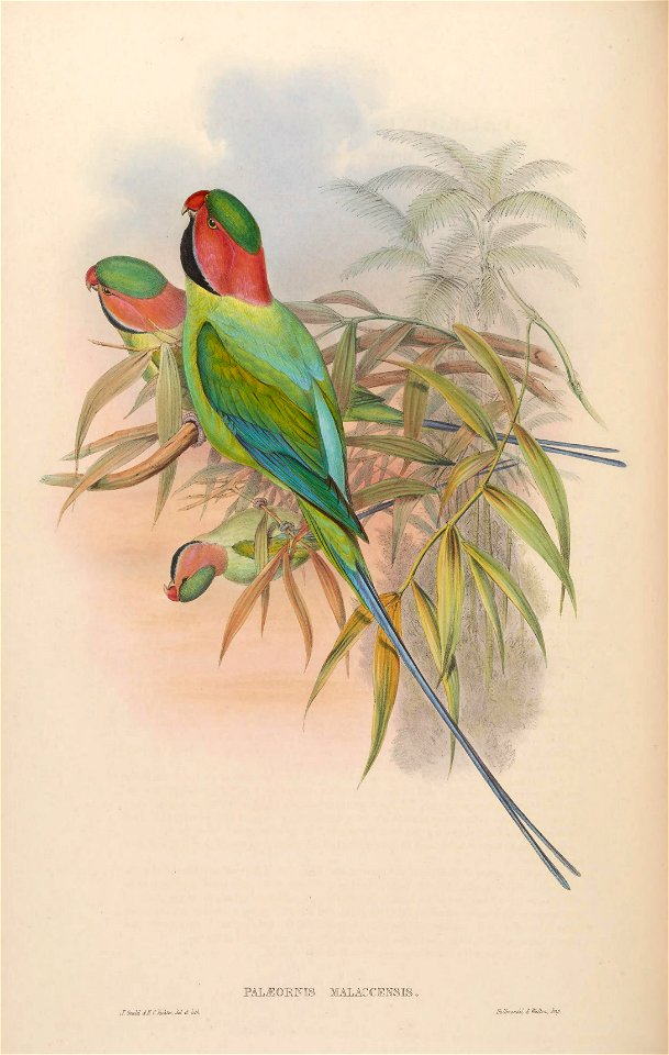 BirdsAsiaJohnGoVIGoul 0048