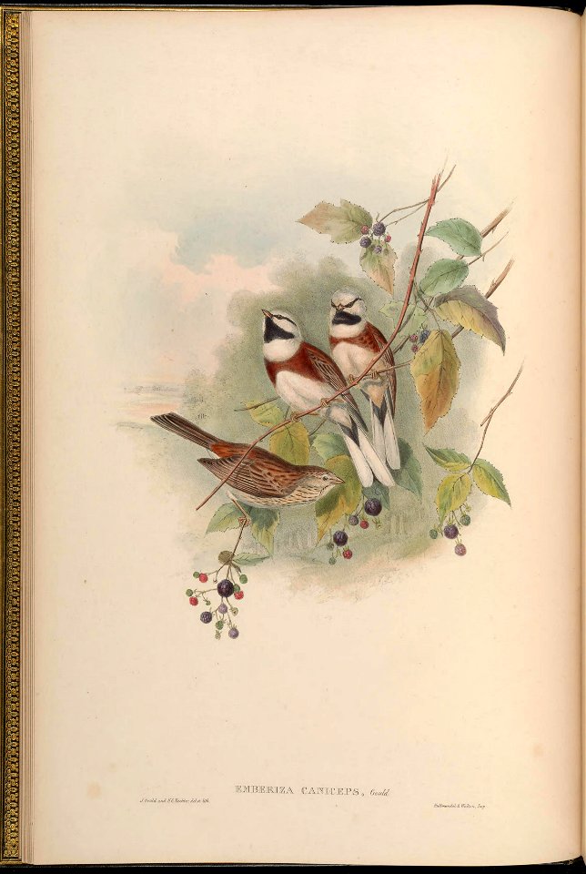 BirdsAsiaJohnGoVGoul 0032