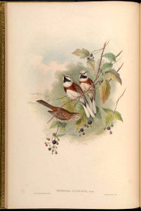 BirdsAsiaJohnGoVGoul 0032