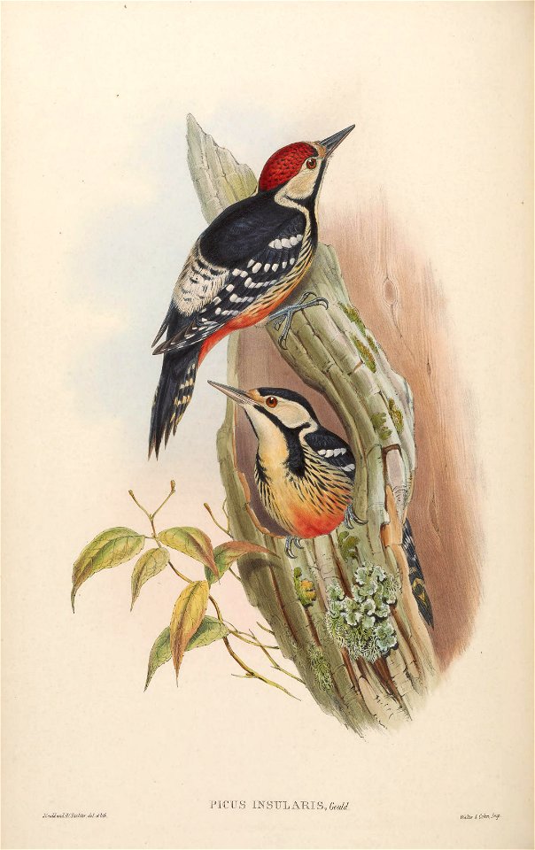 BirdsAsiaJohnGoVIGoul 0072