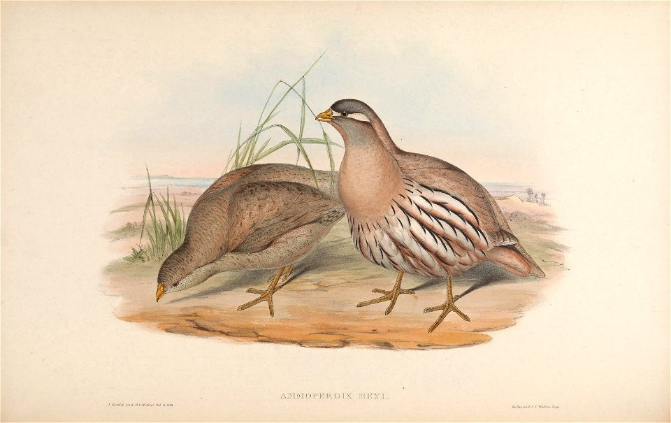 BirdsAsiaJohnGoVIIGoul 0016