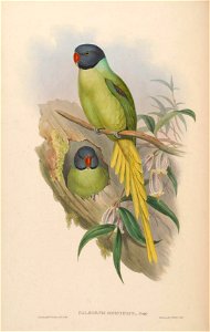 BirdsAsiaJohnGoVIGoul 0040