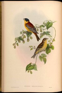 BirdsAsiaJohnGoVGoul 0060