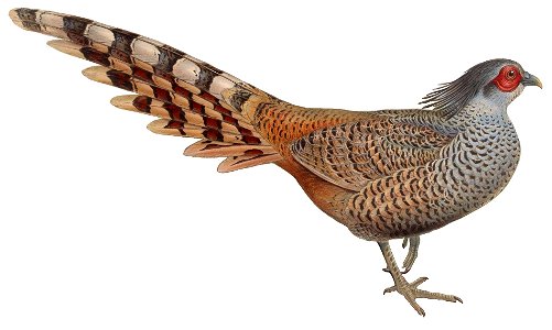 BirdsAsiaJohnGoVIIGoul Catreus wallichii