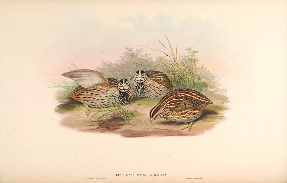 BirdsAsiaJohnGoVIIGoul 0044