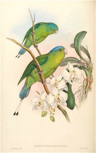 BirdsAsiaJohnGoVIGoul 0064