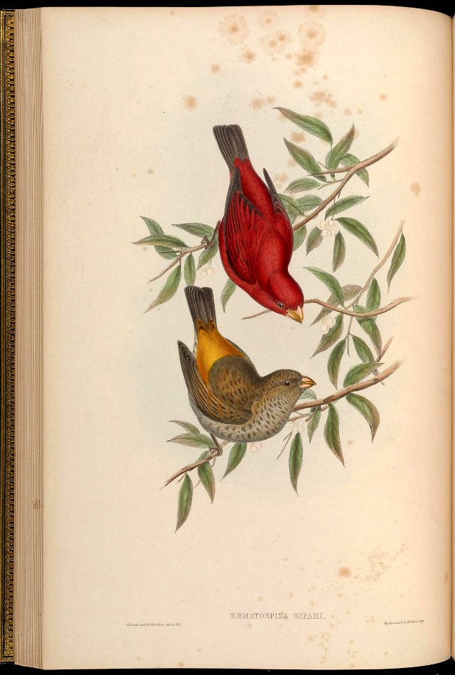 BirdsAsiaJohnGoVGoul 0104