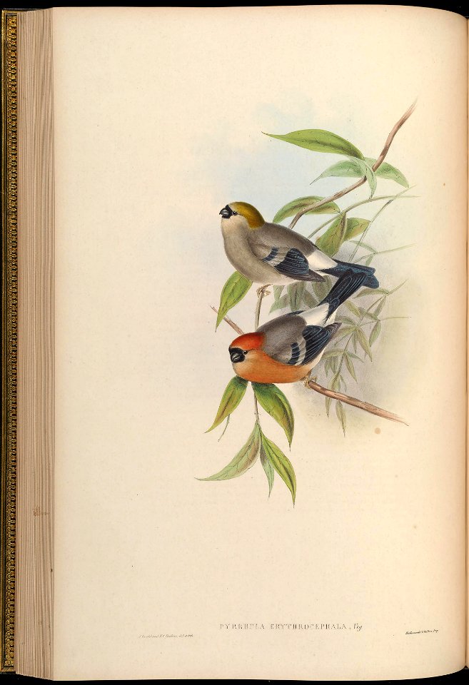 BirdsAsiaJohnGoVGoul 0152