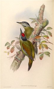 BirdsAsiaJohnGoVIGoul 0148