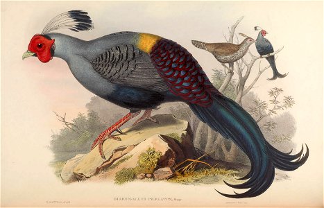 BirdsAsiaJohnGoVIIGoul 0092