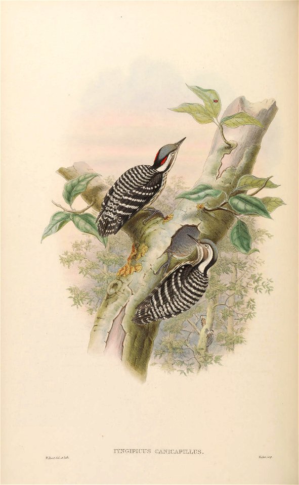 BirdsAsiaJohnGoVIGoul 0116