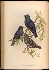 BirdsAsiaJohnGoVGoul 0184